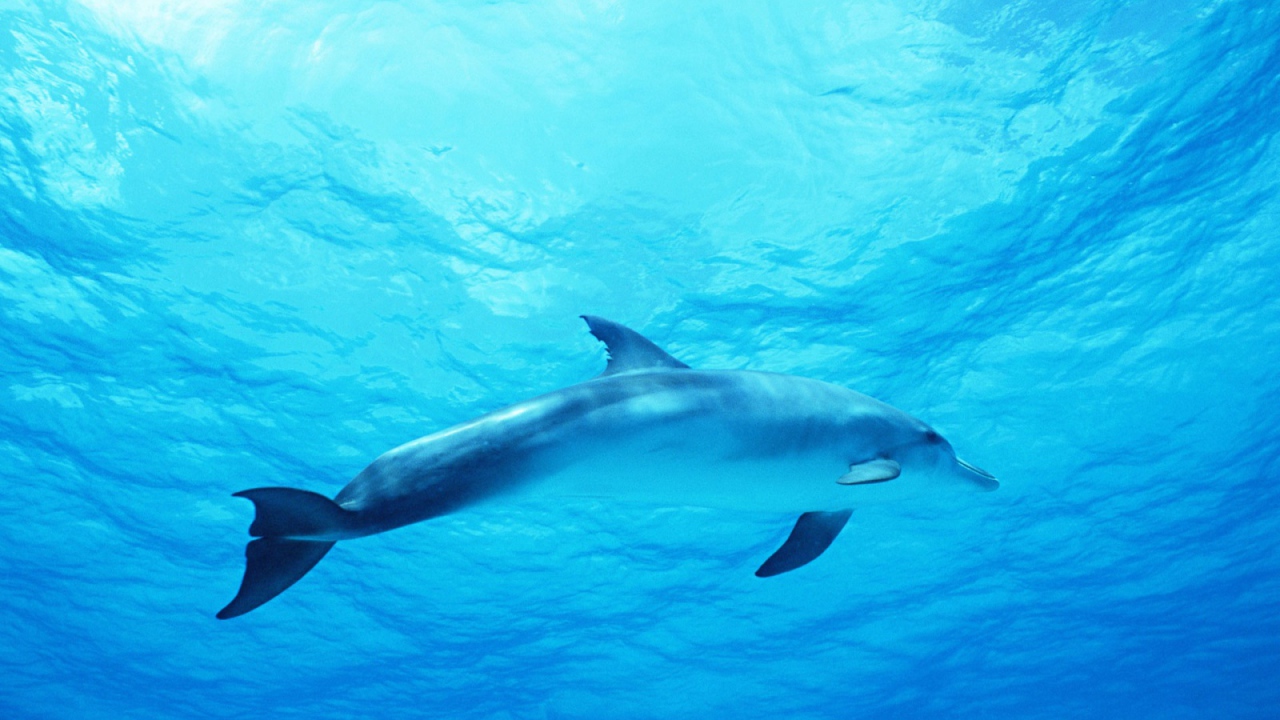 Дельфин в голубом море