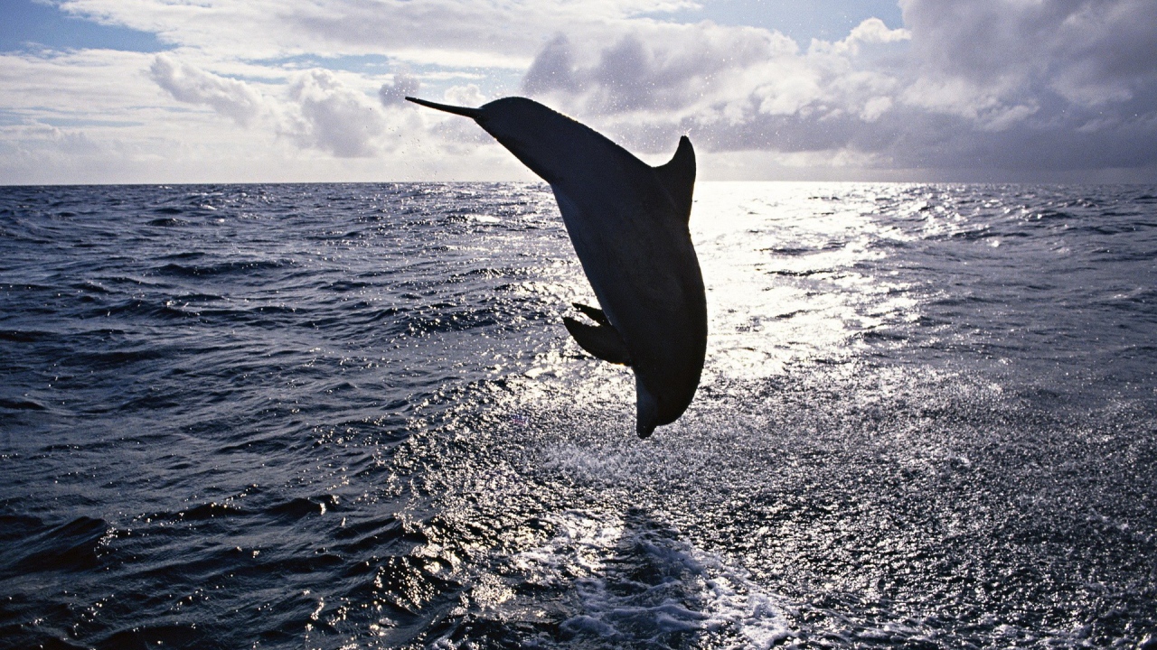 Прыжок дельфина