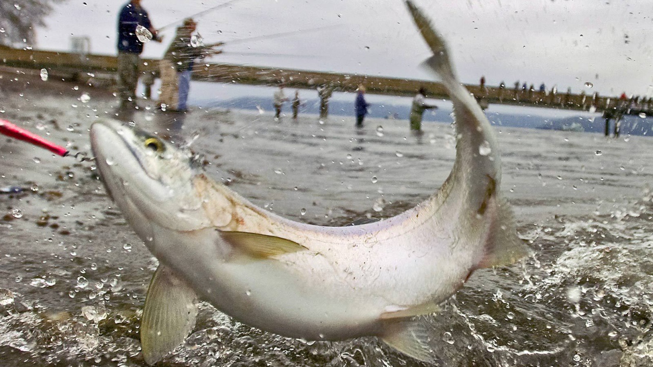 Массовая рыбалка