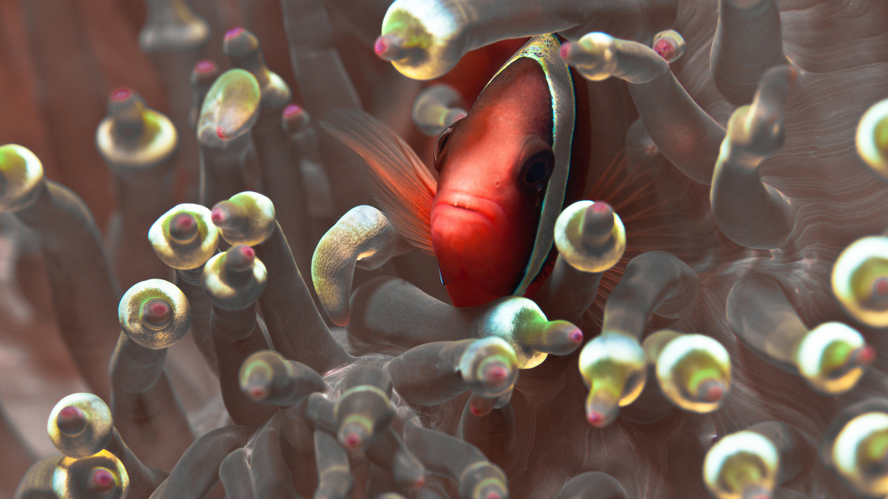 Красная глазастая рыбка