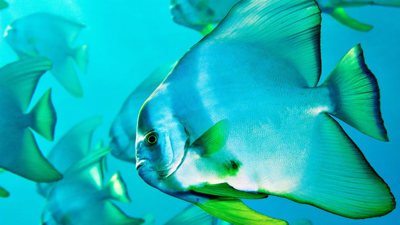 Прозрачная рыбка в воде