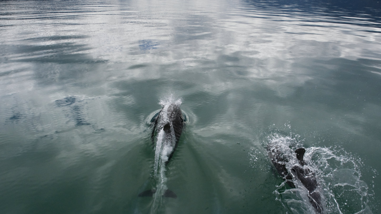 Дельфины плывут по морю