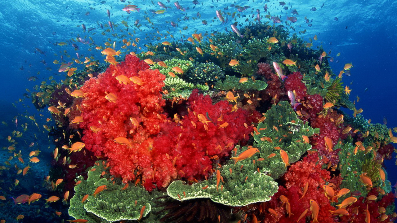 Красные кораллы