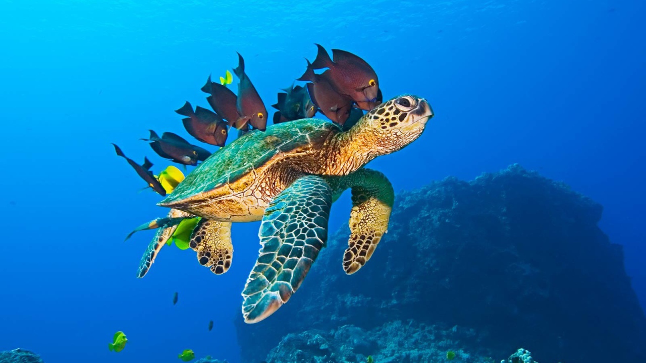 	   Sea turtle and fish