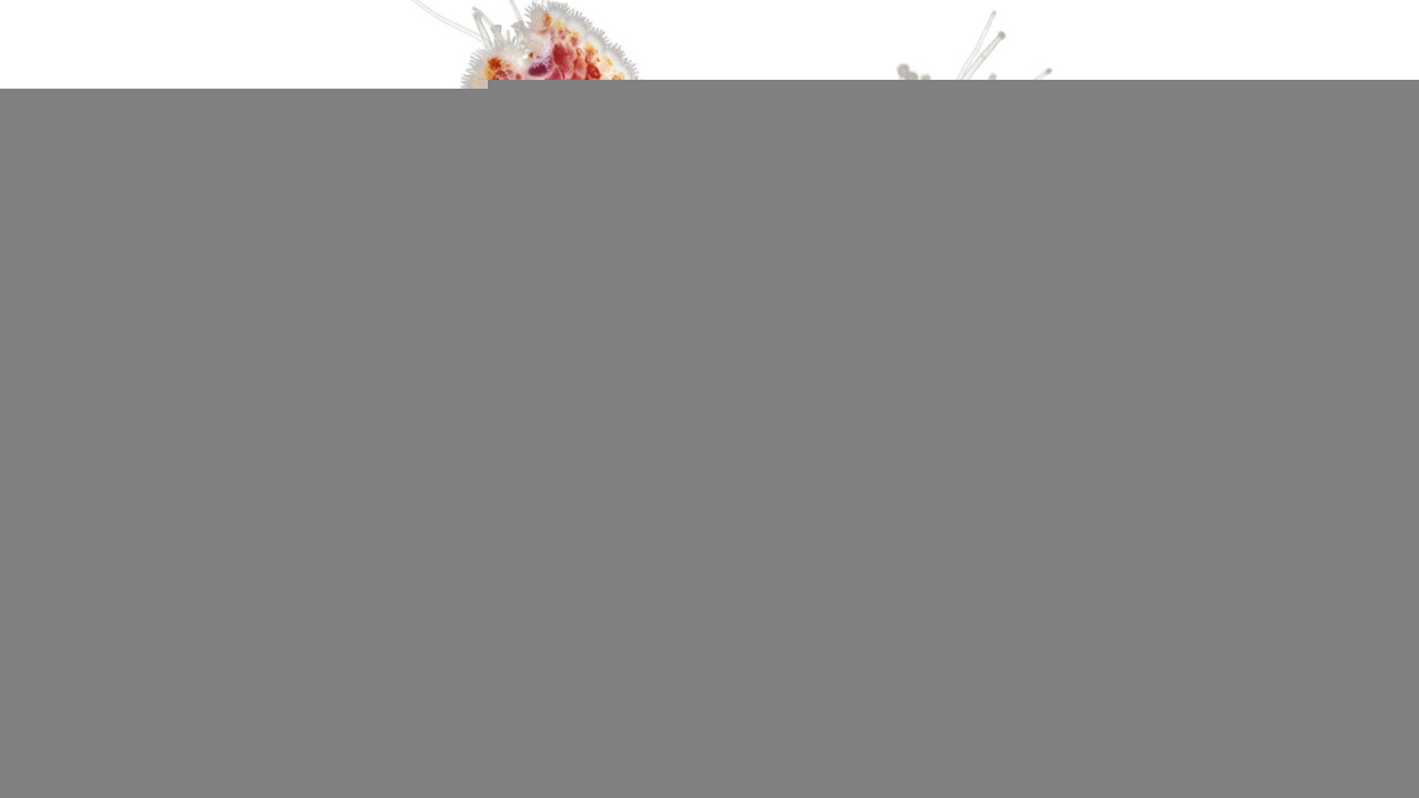 Морская звезда