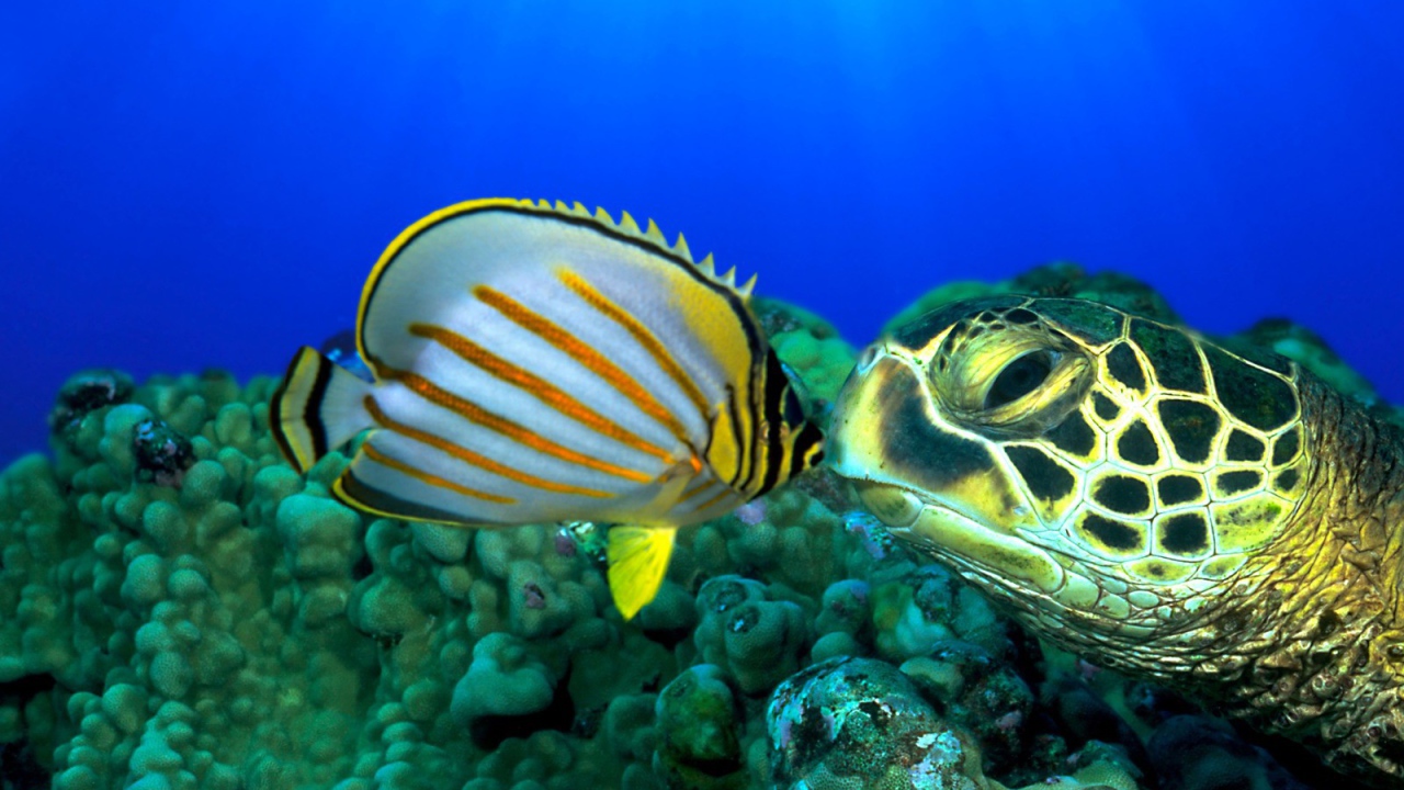 Черепаха и рыба