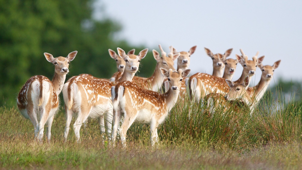 Стадо пятнистых оленей на поле