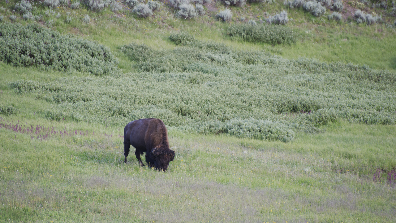 Бизон в дикой природе