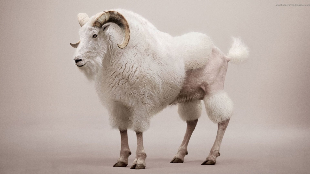 Козел со стрижкой под пуделя