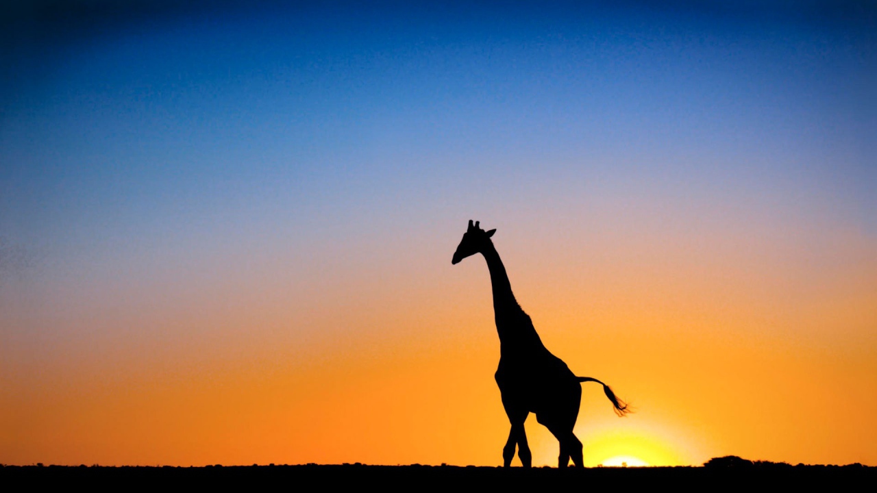 Жираф на закате в Ботсване