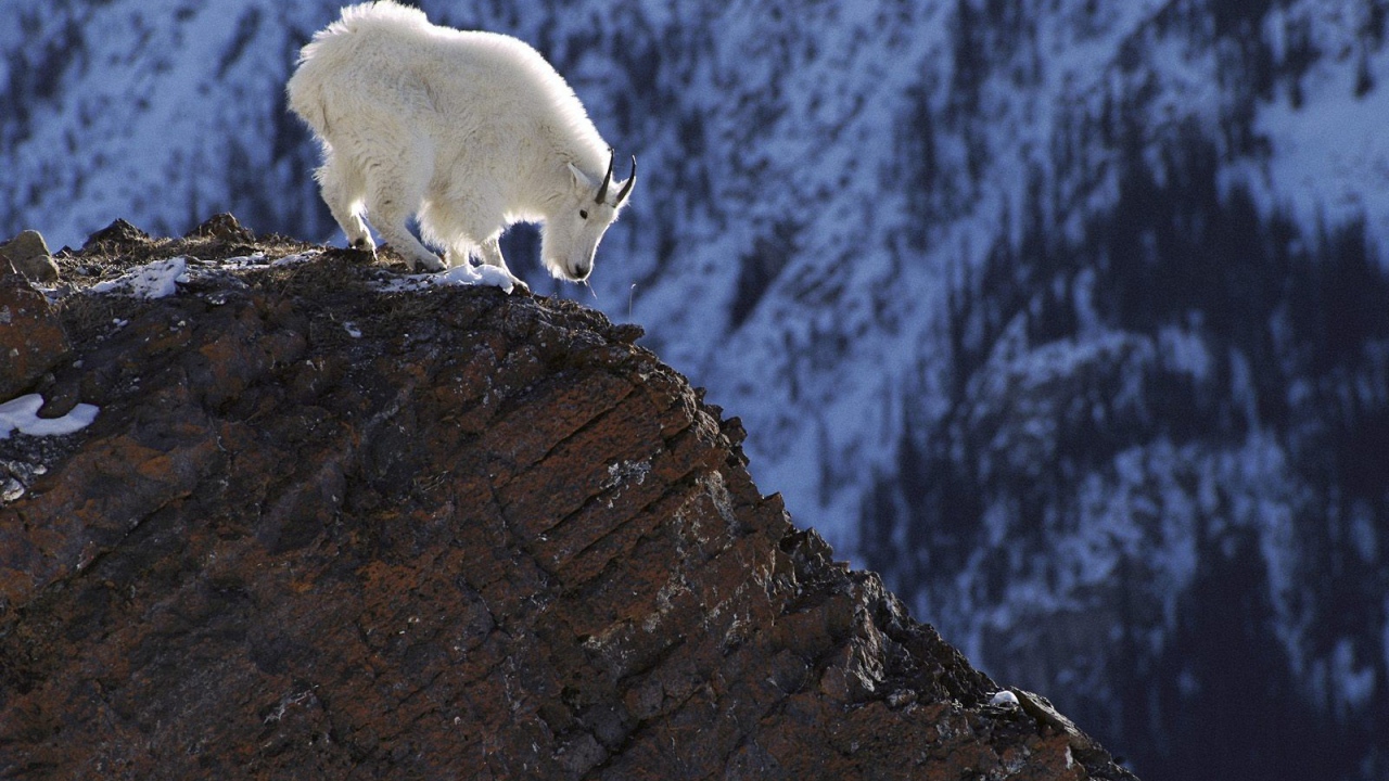 Белый козел в горах