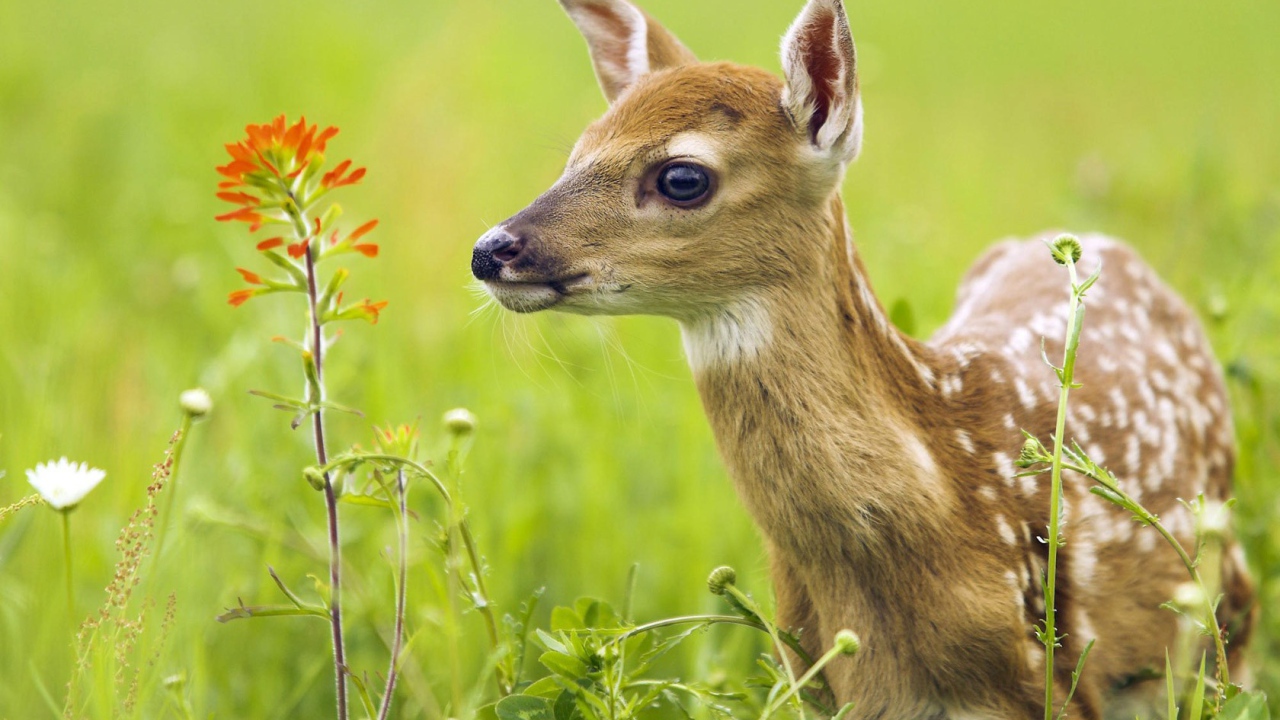 Олененок в траве