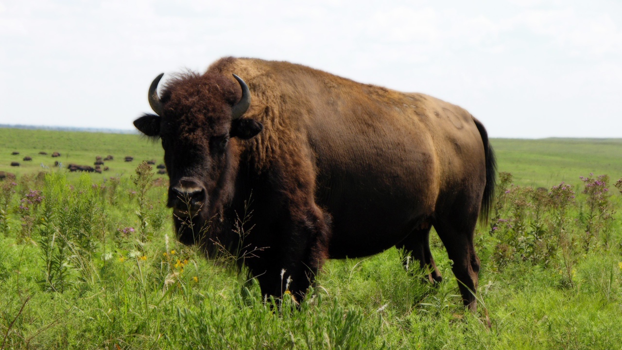 Бизон на природе