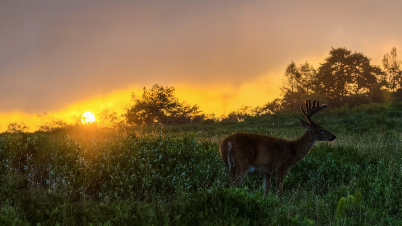 Олень на закате