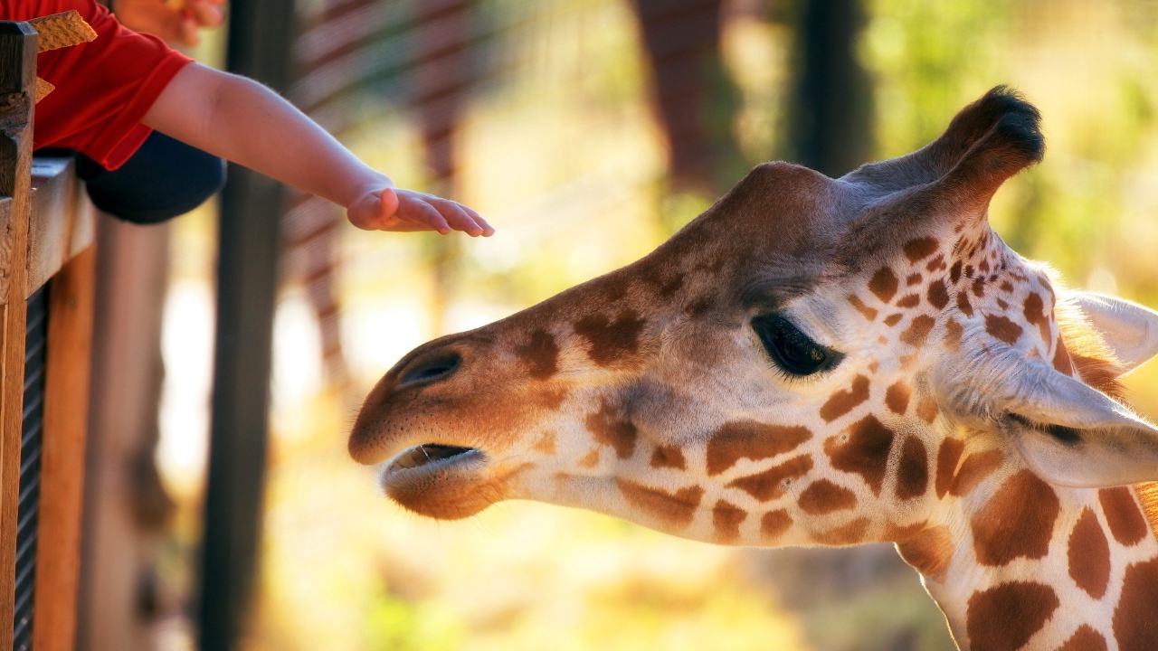 Голова жирафа и рука ребенка