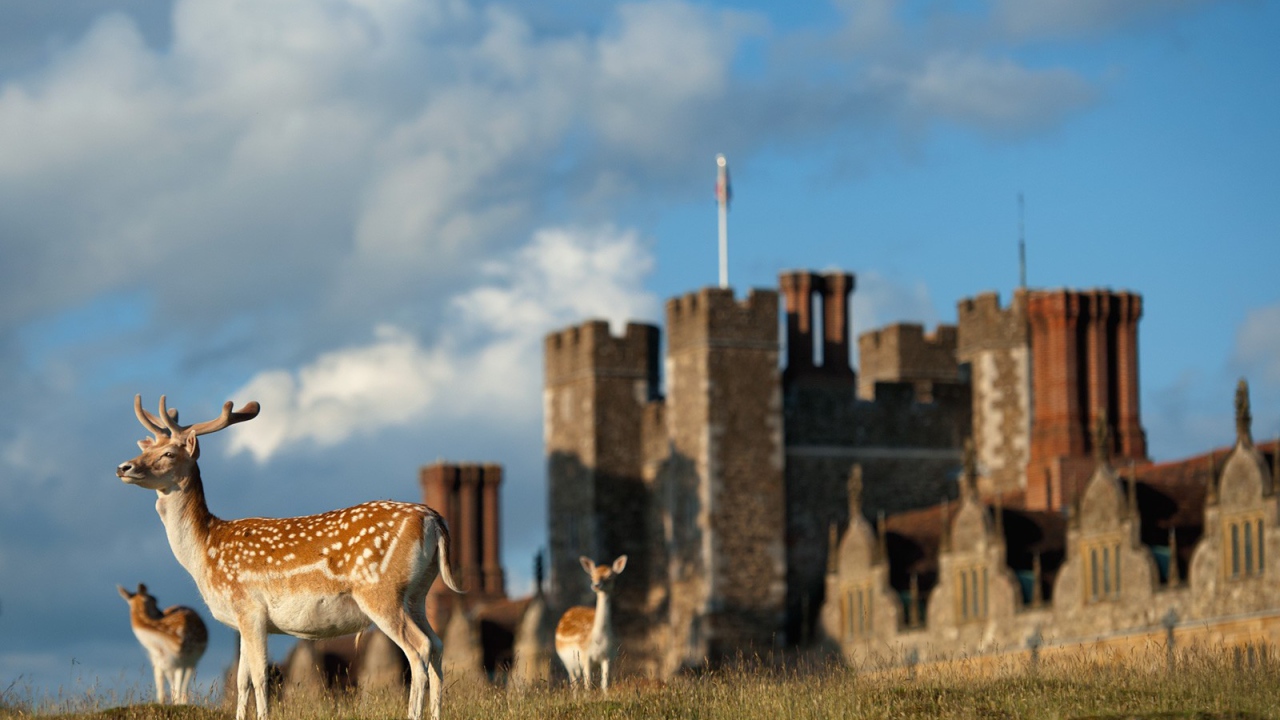 Пятнистые олени