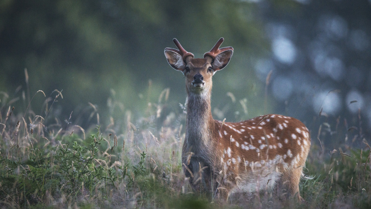 Пятнистый олень в траве