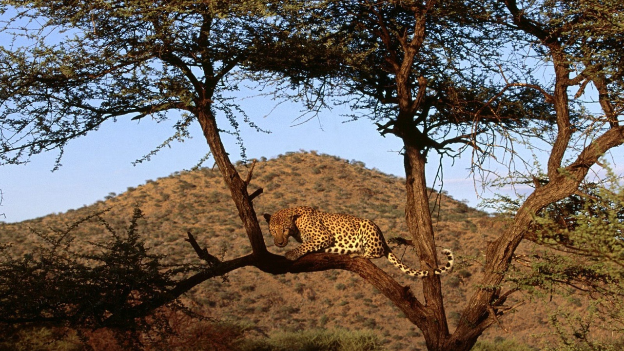Африканский леопард на дереве