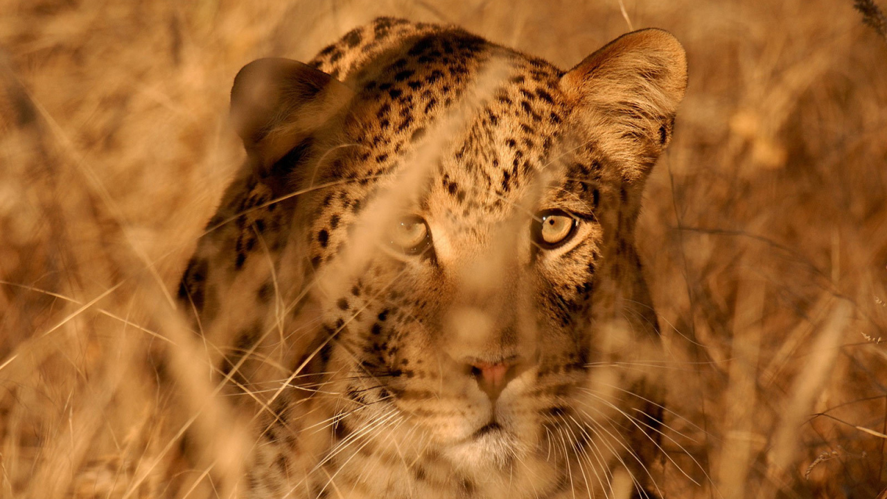 Леопард в засаде