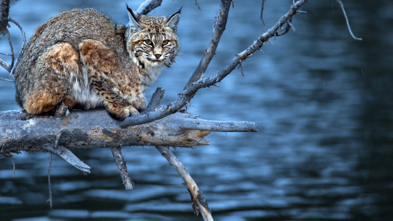 Леопард на сухой  ветке
