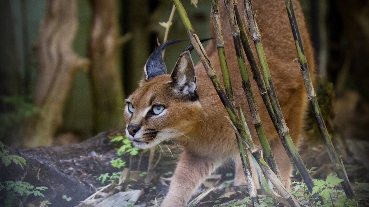 Рысь на охоте
