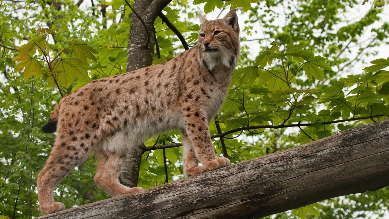 Рысь на дереве