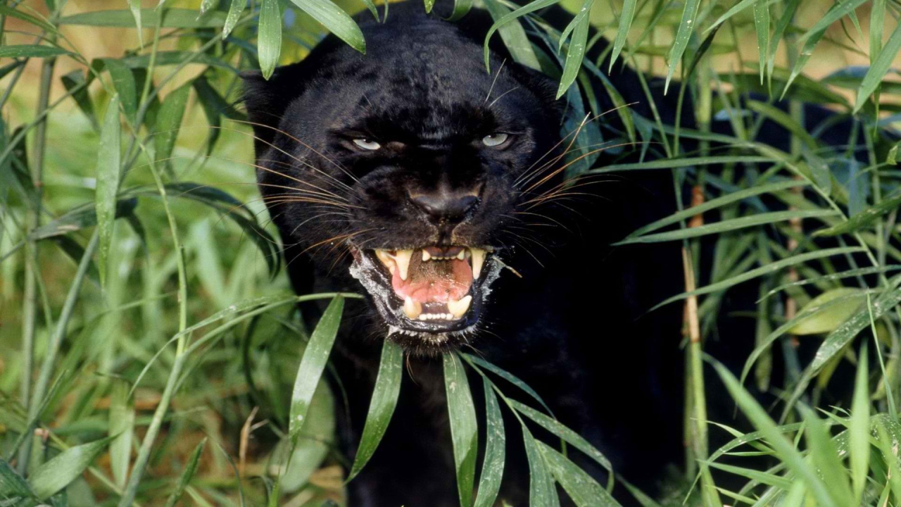 Взгляд черной пантеры