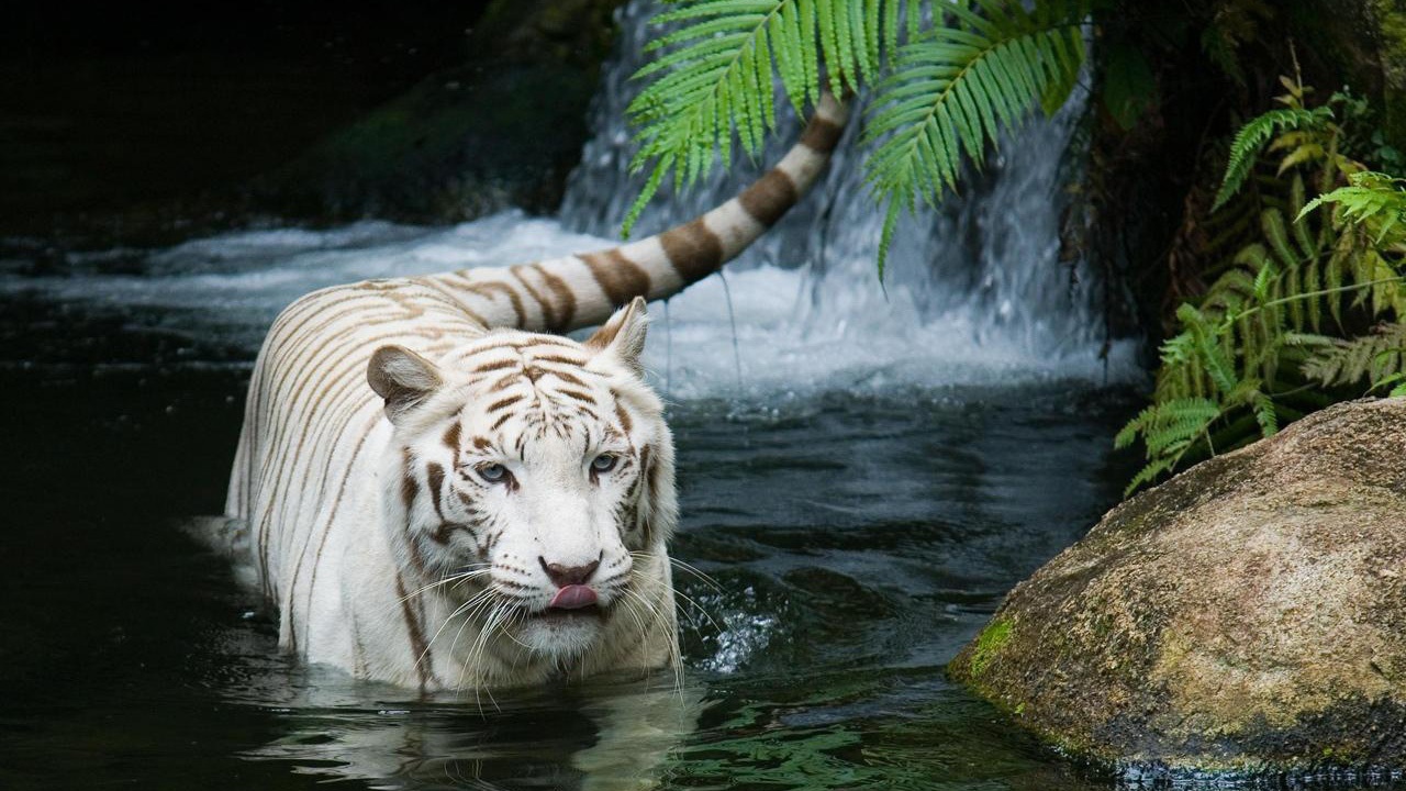 Великолепный белый тигр