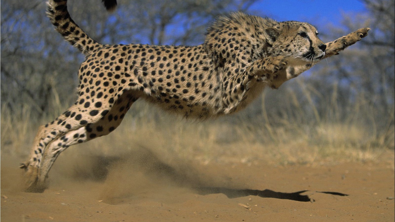 Прыжок гепарда