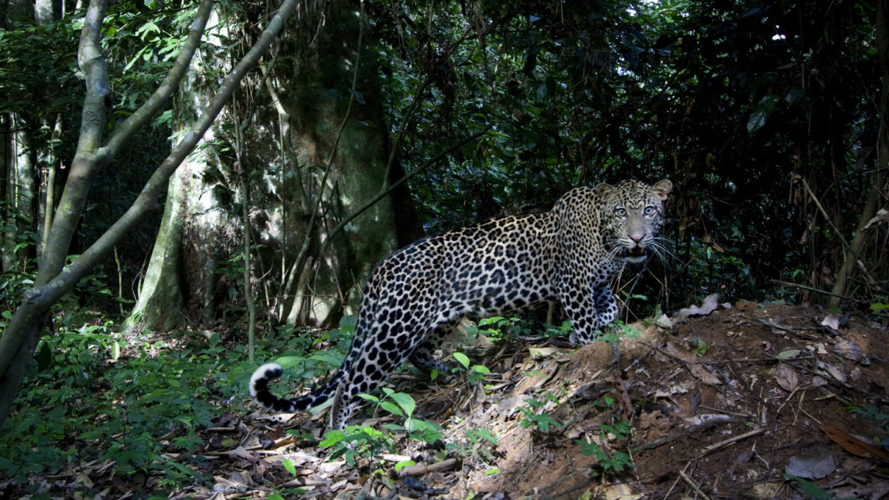 	   Leopard on the nature