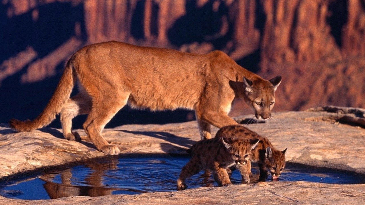Пума с котятами