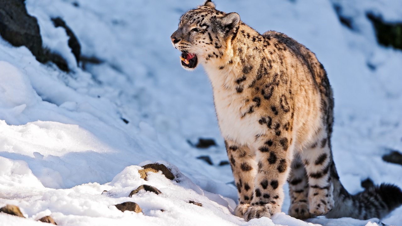 	   Snow leopard is sitting in the snow