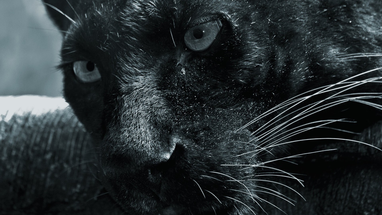 Морда черной пантеры