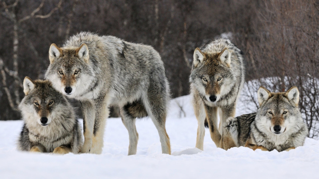 Gray wolves Norway
