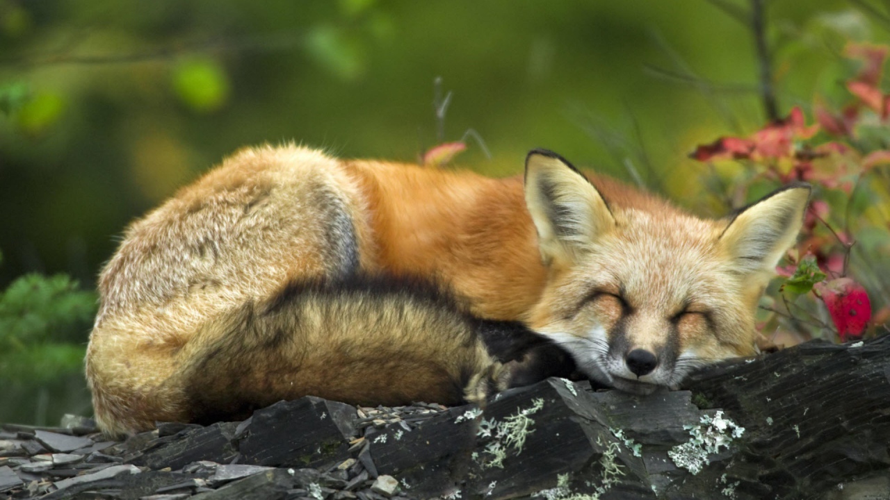 Спящая рыжая лиса