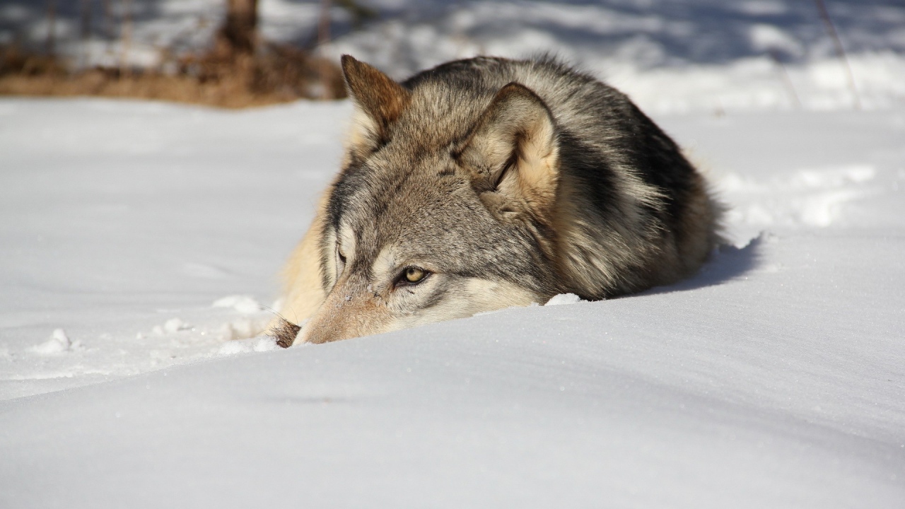 Wolf resting in the snow