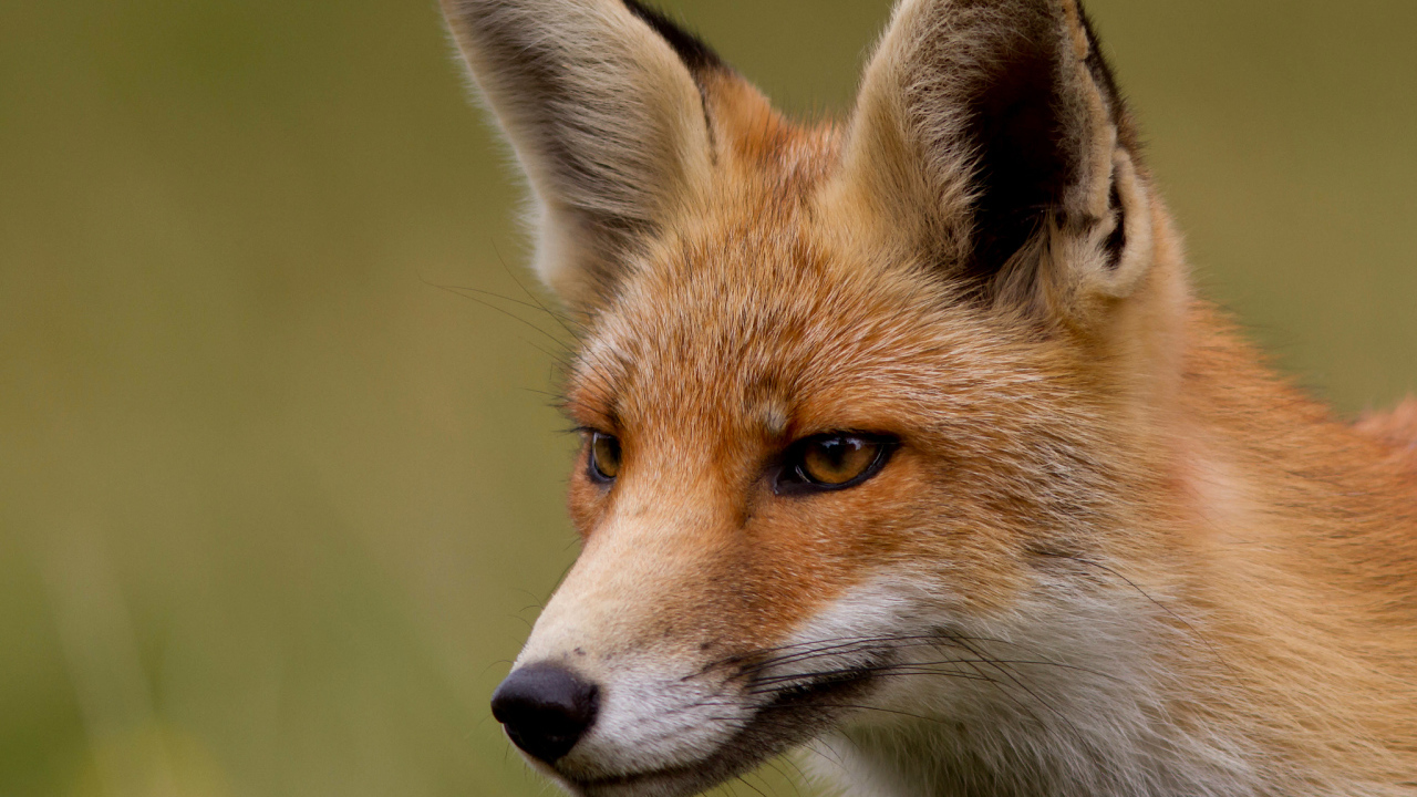 Хитрая рыжая лиса