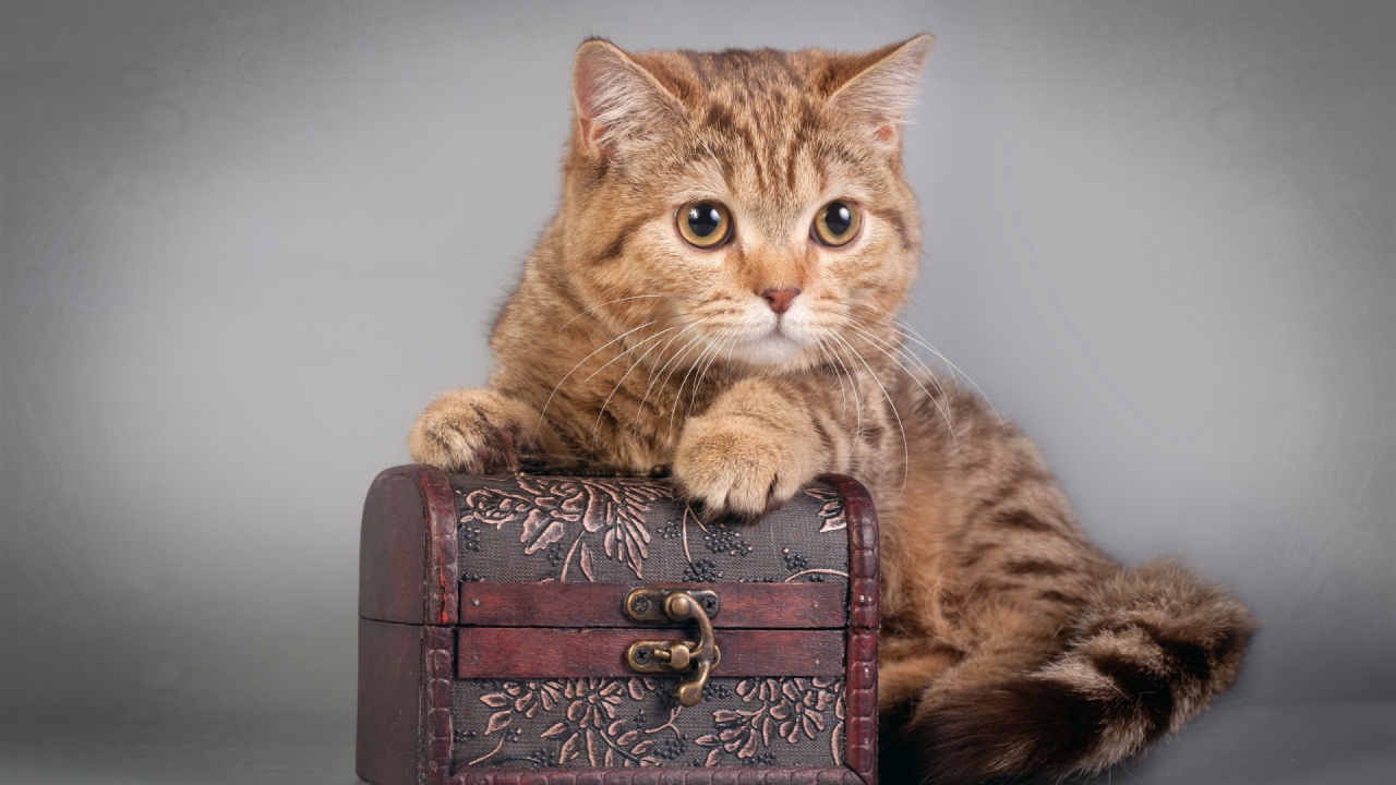 Шкатулка и котёнок