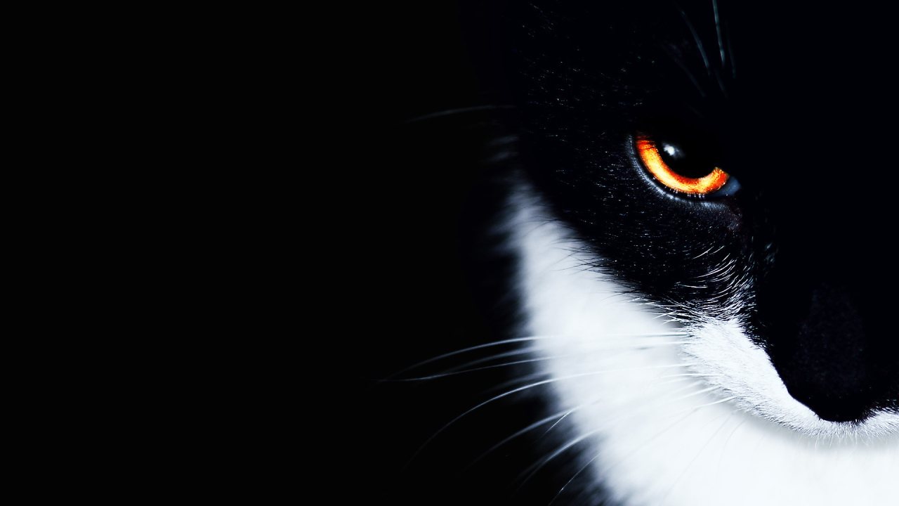 Белогрудый кот на черном фоне