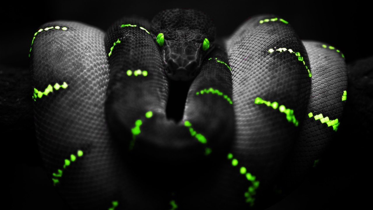 Черный питон на обоях