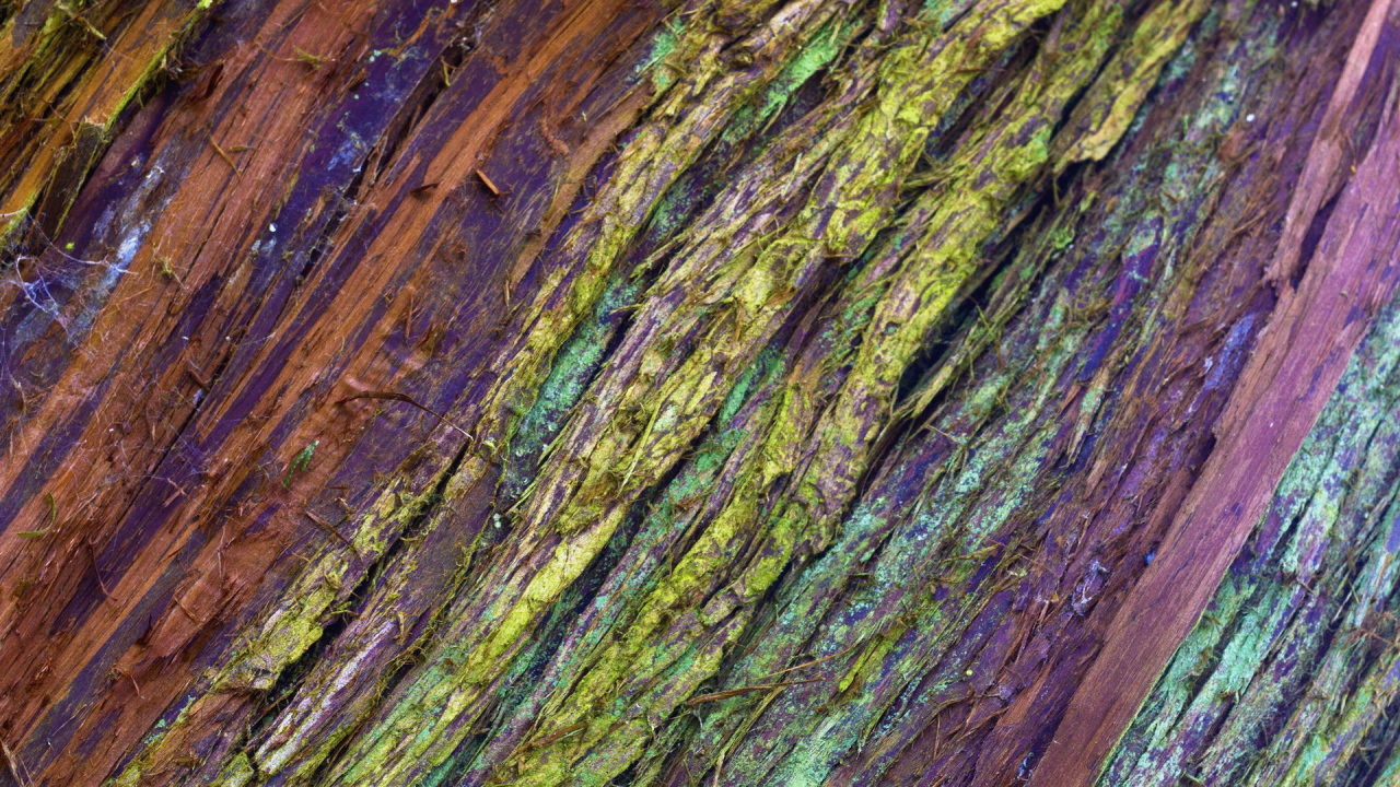 Крашеная кора