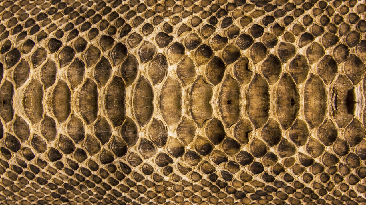 Змеиная кожа