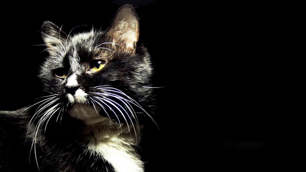 Пятнистый кот на черном фоне