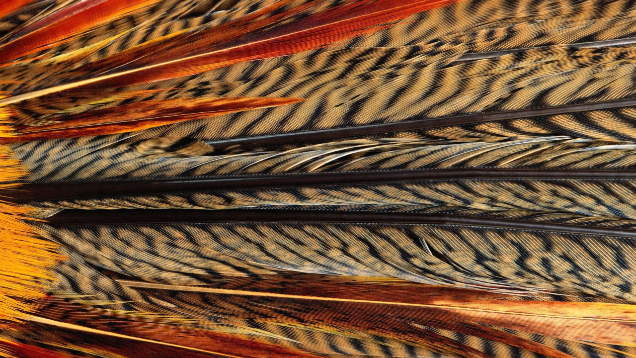 Перья Экзотической птицы