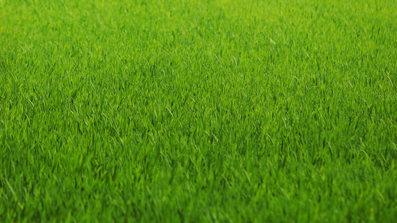 Зеленая трава