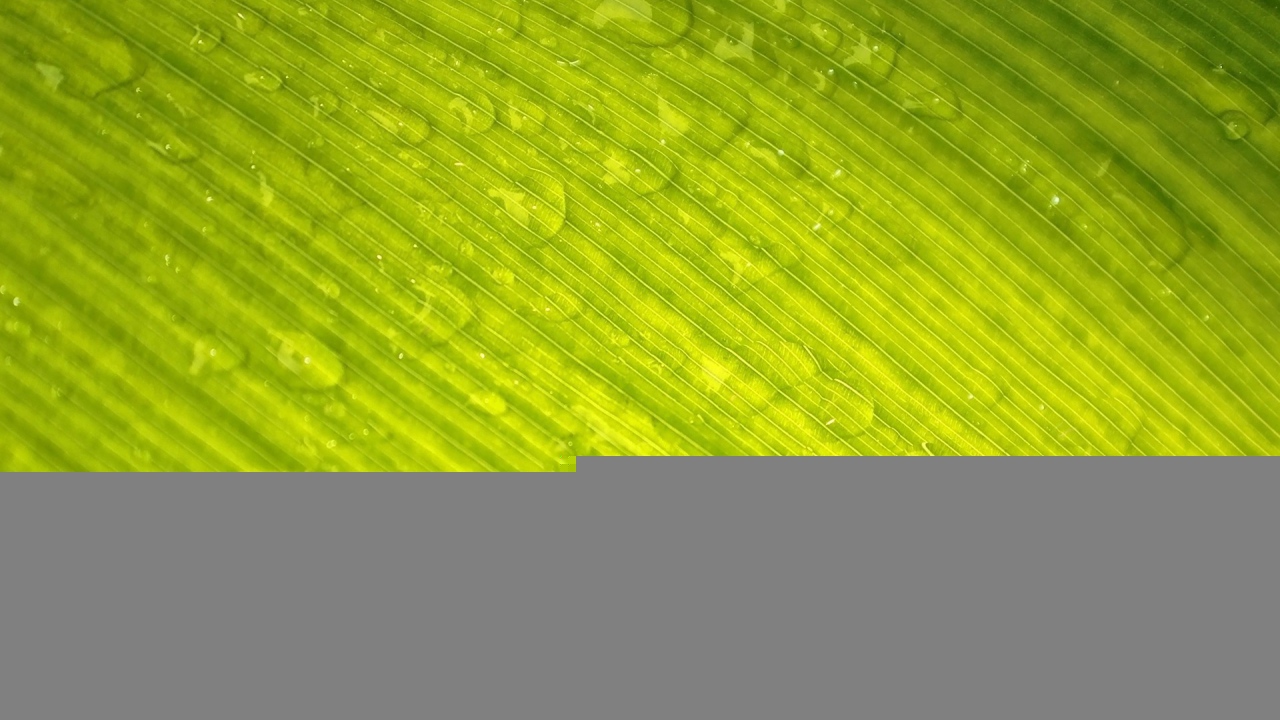 Зеленый лист с каплями