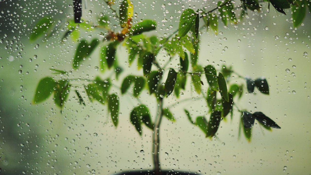 Цветок за окном