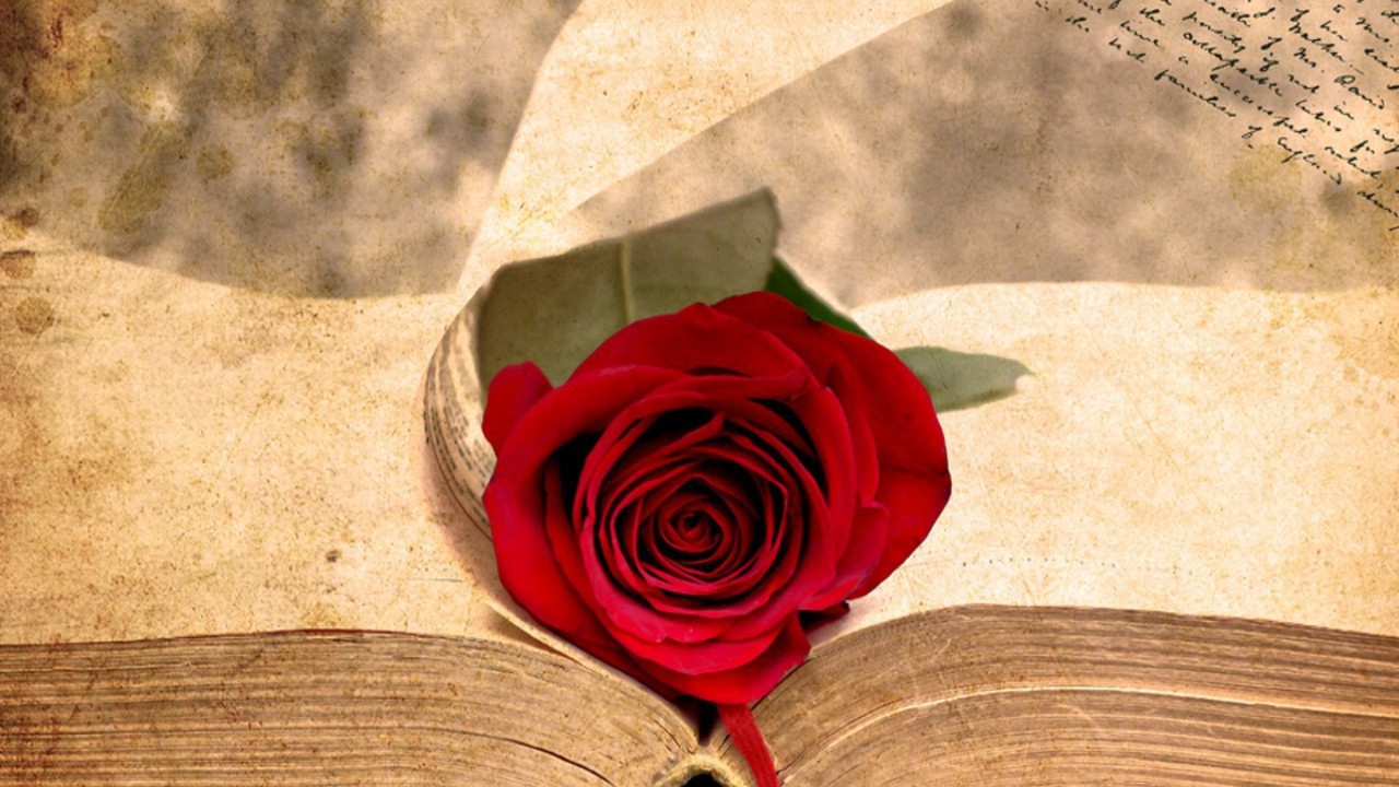 Роза на старинной книге