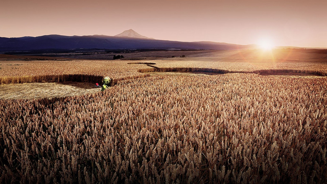 Цифровой рисунок поля