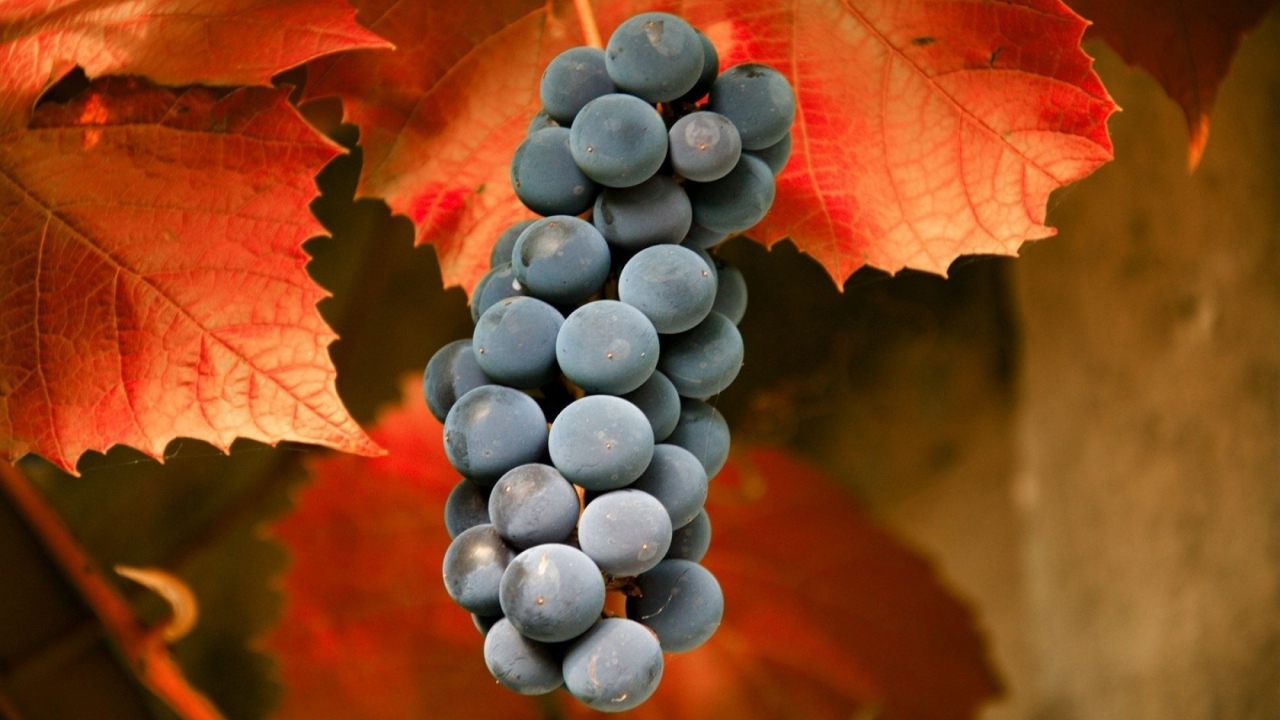 Гроздь красного винограда